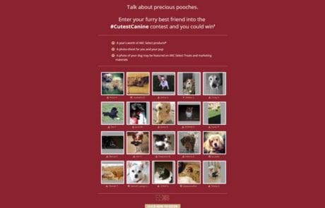 Dogs on Landing Page